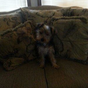 Meet your Posher, Ashlyn